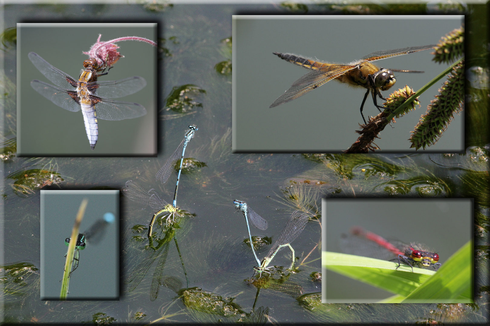 Libellen am Gartenteich