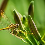 Libellen am Gartenteich - I