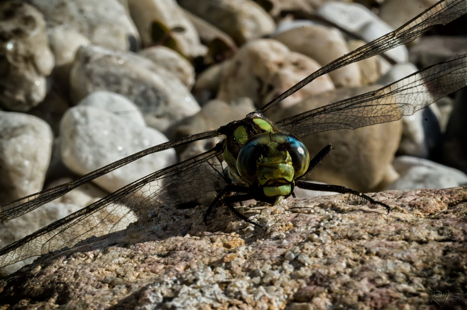 Libellen am Gartenteich - II