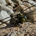 Libellen am Gartenteich - II