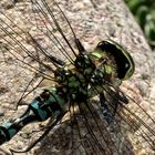 Libellen am Gartenteich - III