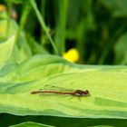 Libellen am Gartenteich1