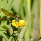 Libellen am Gartenteich_D4A4633