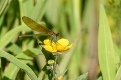 Libellen am Gartenteich_D4A4633