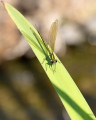 Libellen am Gartenteich_D4A4638