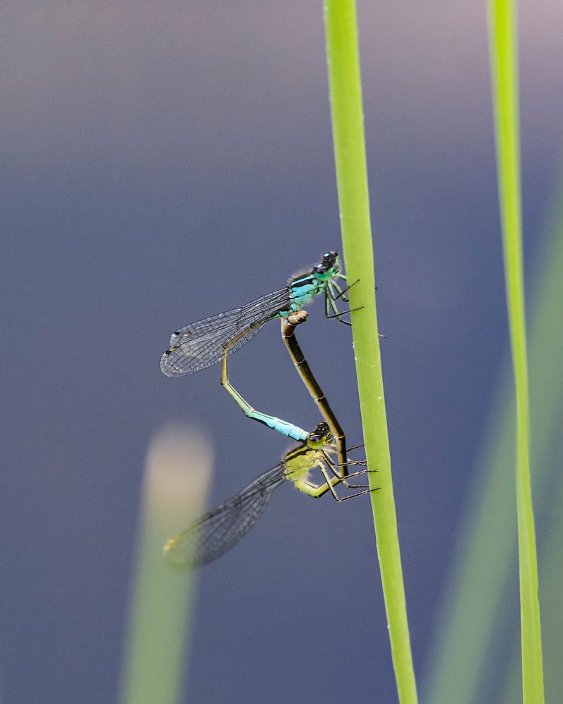 Libellen am Gartenteich_D4A4658