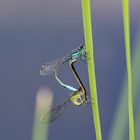 Libellen am Gartenteich_D4A4658