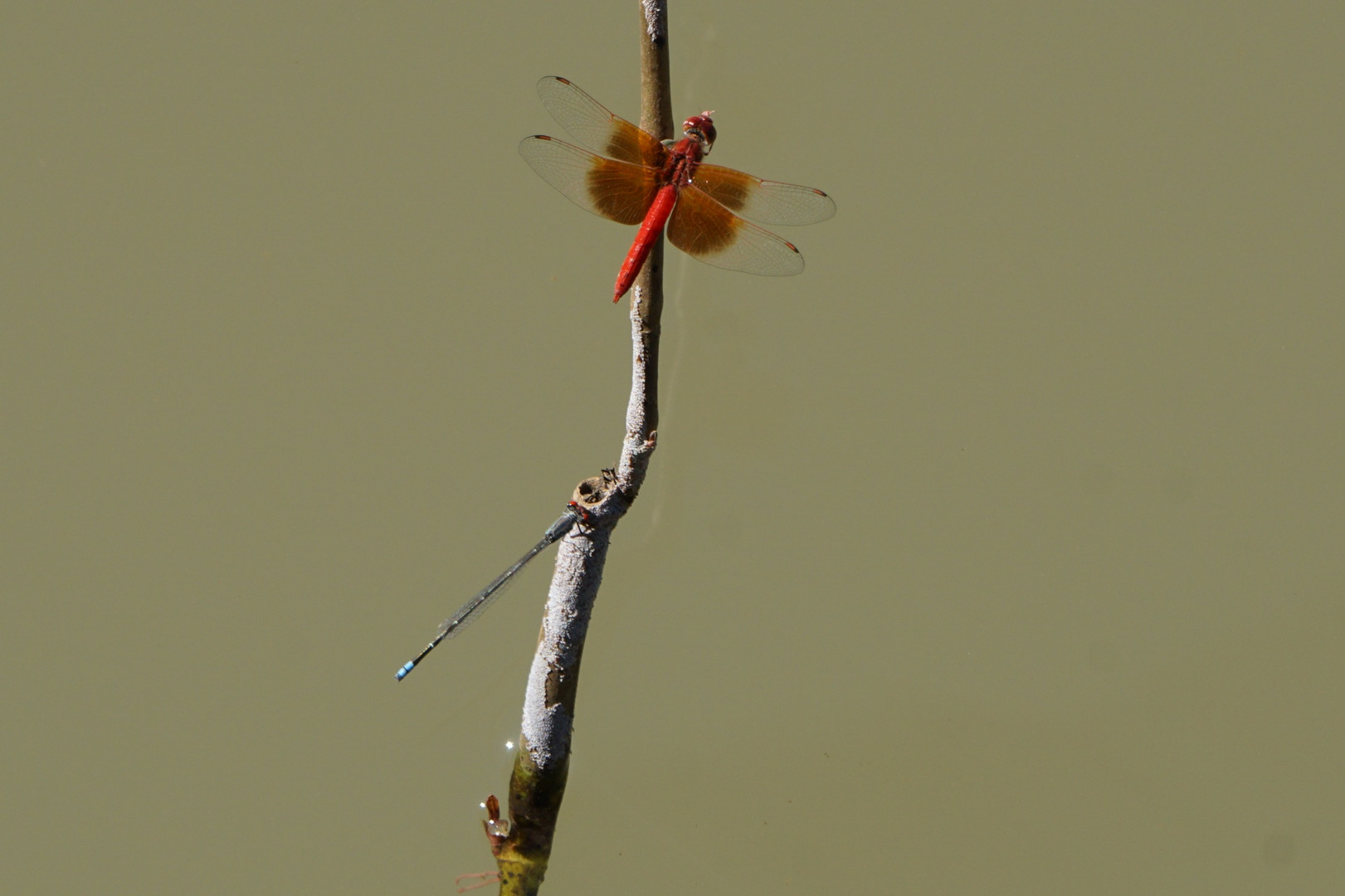 Libellen am Kunene River