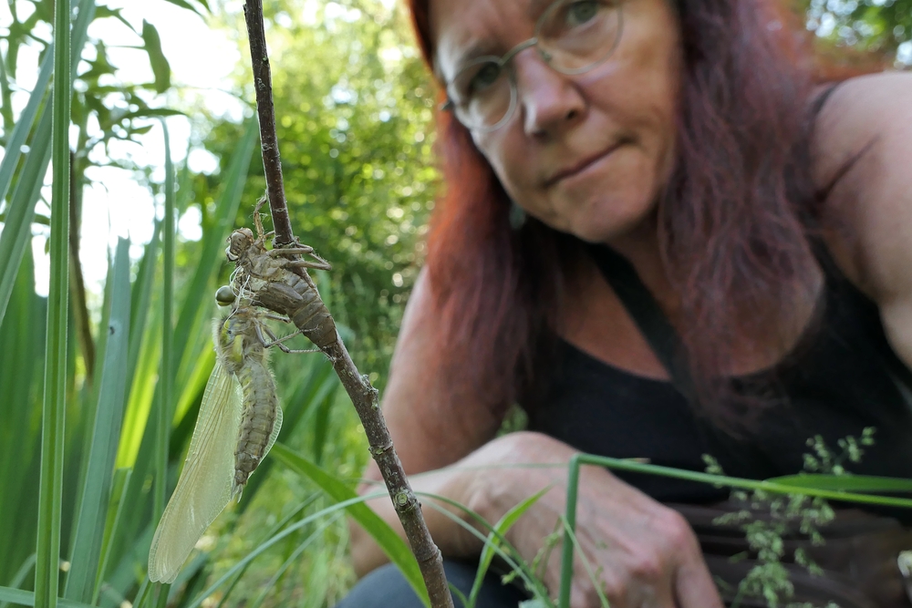 Libellen am Meerpfuhl: Vierfleck – Schlupf am frühen Morgen 01