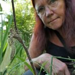 Libellen am Meerpfuhl: Vierfleck – Schlupf am frühen Morgen 01