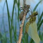 Libellen am Meerpfuhl: Vierfleck – Schlupf am frühen Morgen 02