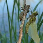 Libellen am Meerpfuhl: Vierfleck – Schlupf am frühen Morgen 02