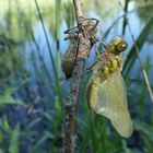 Libellen am Meerpfuhl: Vierfleck – Schlupf am frühen Morgen 03