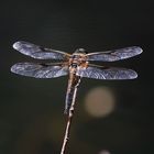 Libellen am Teich