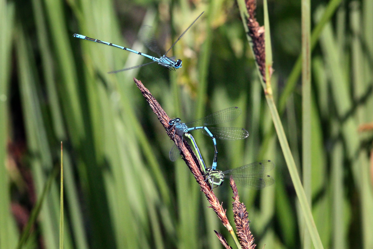 Libellen am Teich