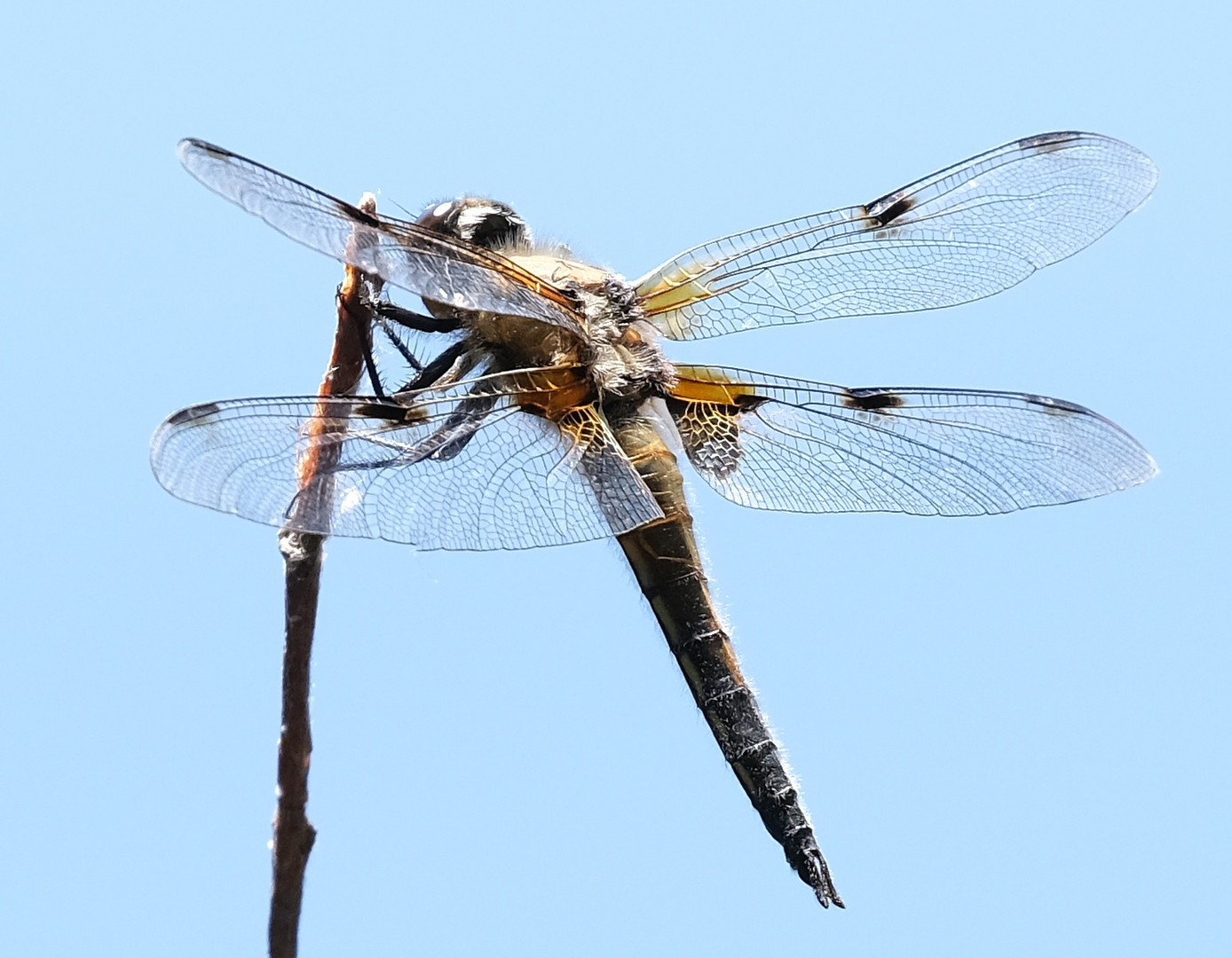 Libellen am Teich