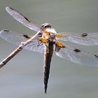 Libellen am Teich