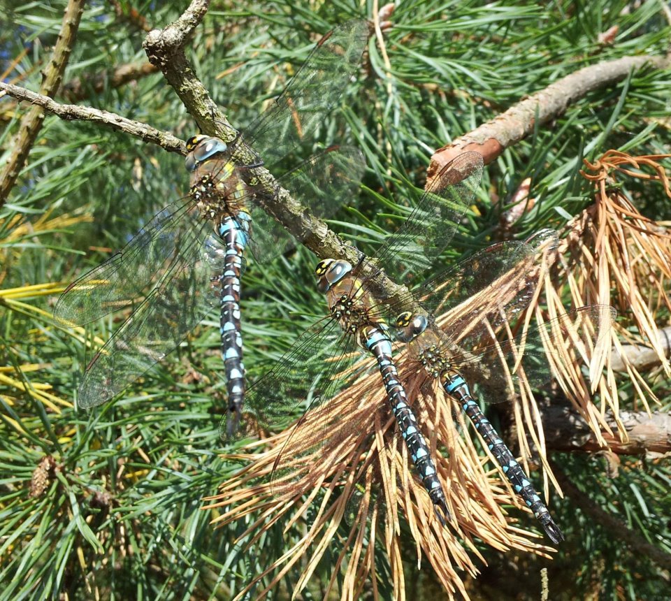 Libellen an der Müritz