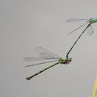 Allerlei Tiere