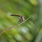 Libellen auf Gran Canaria