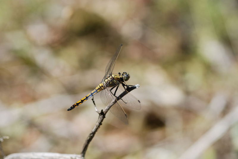 Libellen aus der Camargue....