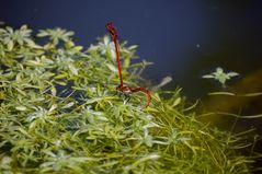 Libellen bei der Eiablage im Gartenteich