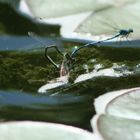 LIBELLEN BEI DER Paarung