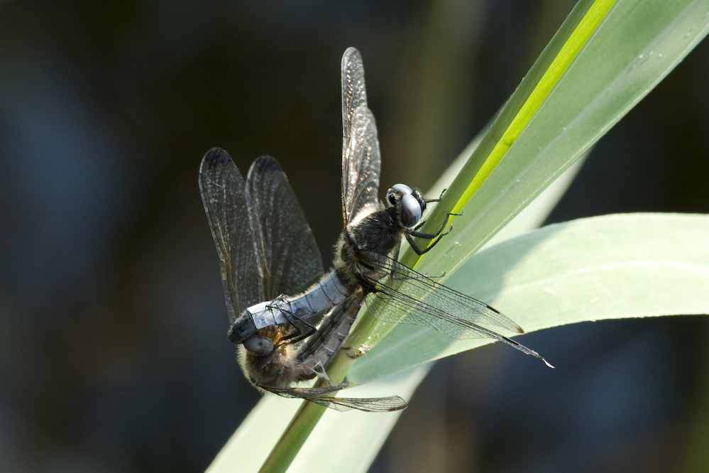 Libellen bei der Paarung (Nationalpark Müritz)