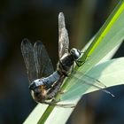 Libellen bei der Paarung (Nationalpark Müritz)