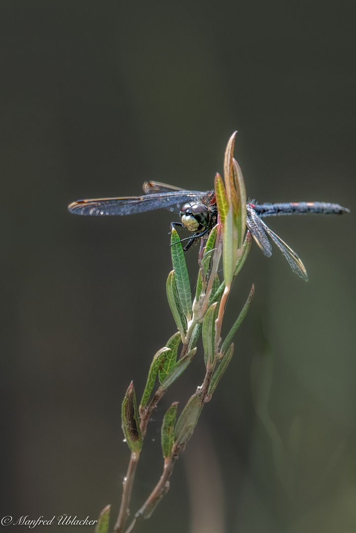 Libellen beim Hochmoor ...