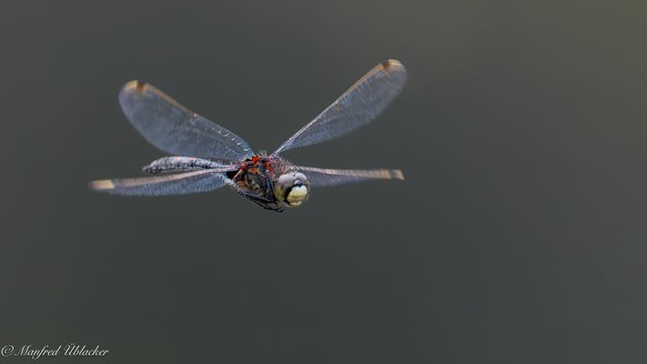 Libellen beim Hochmoor ...