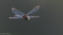 Libellen beim Hochmoor ...