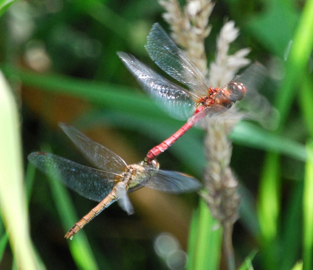 Libellen beim Hochzeitsflug