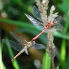 Libellen beim Hochzeitsflug