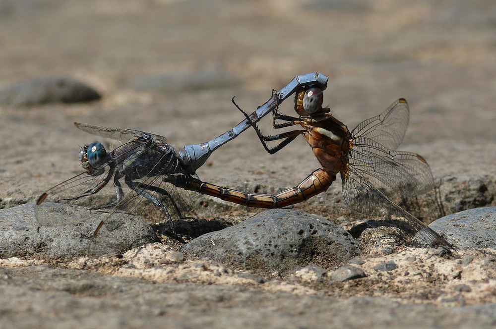 Libellen beim Libellen ;-)