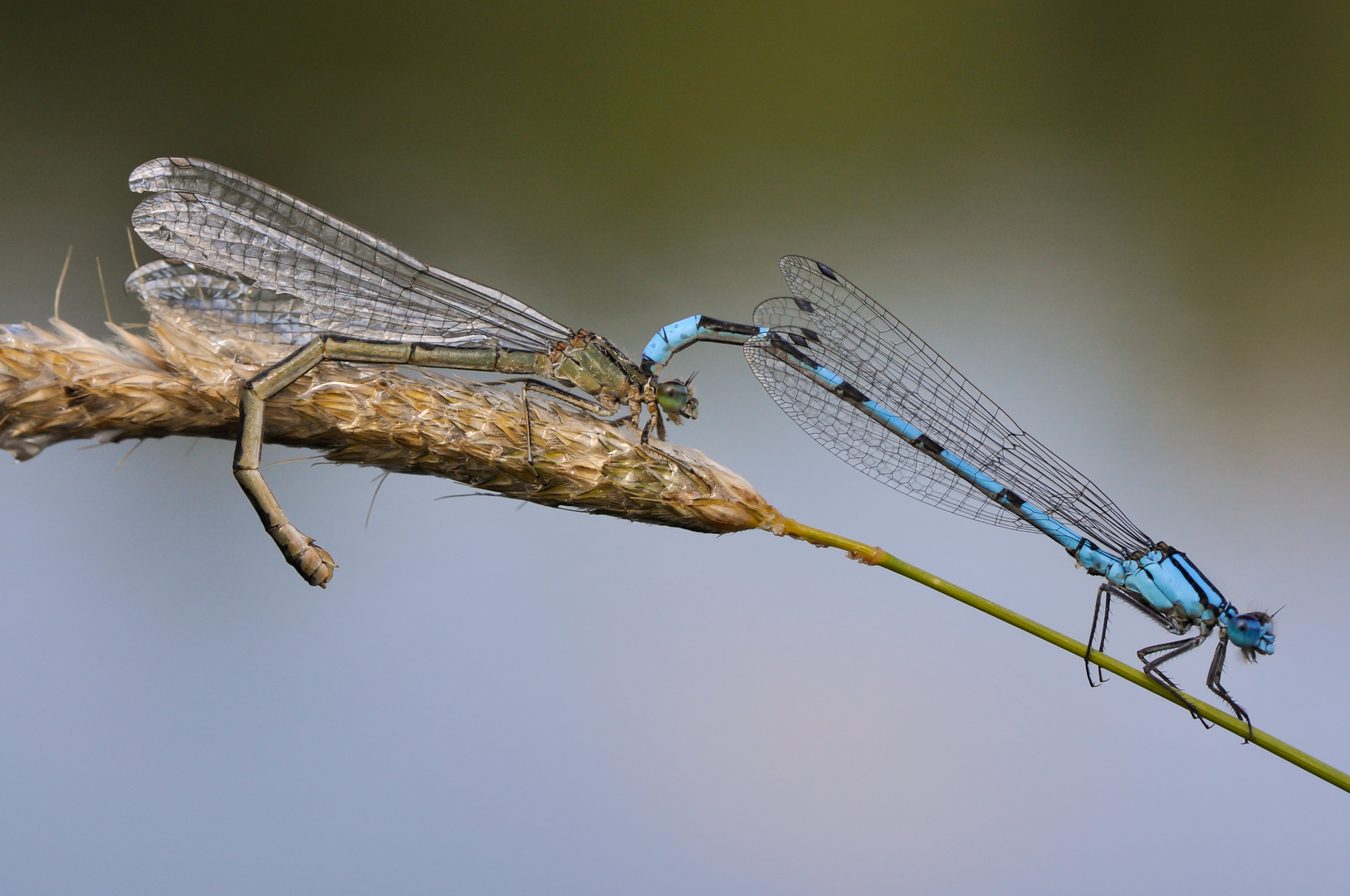 Libellen beim Liebesspiel