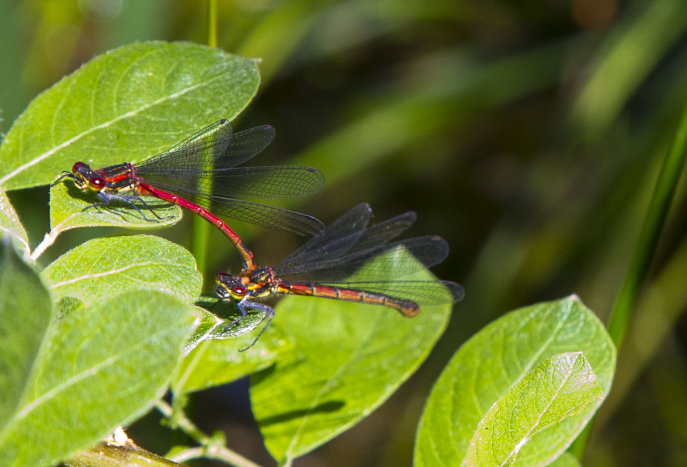 Libellen beim Liebesspiel