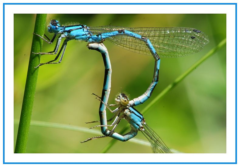 Libellen beim Liebesspiel