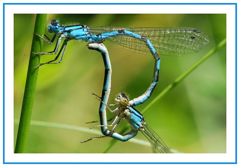 Libellen beim Liebesspiel Foto & Bild tiere, wildlife, libellen