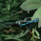 Libellen beim Liebesspiel