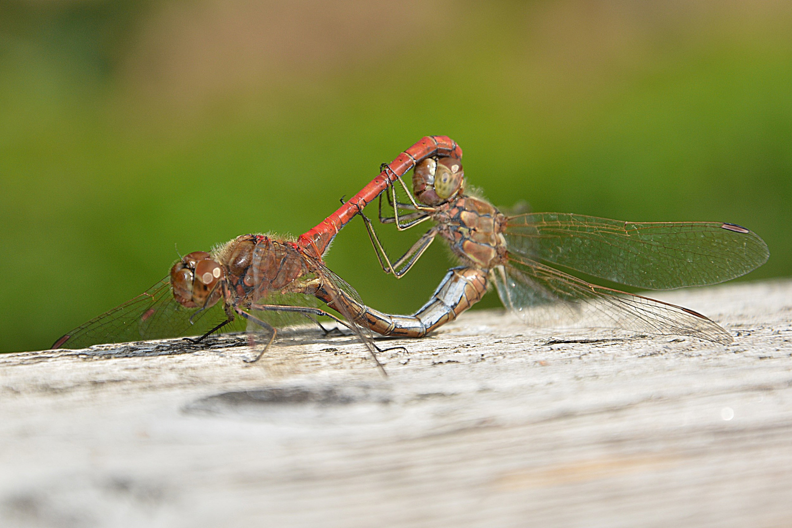 Libellen beim "Liebesspiel"