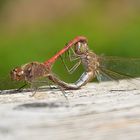 Libellen beim "Liebesspiel"