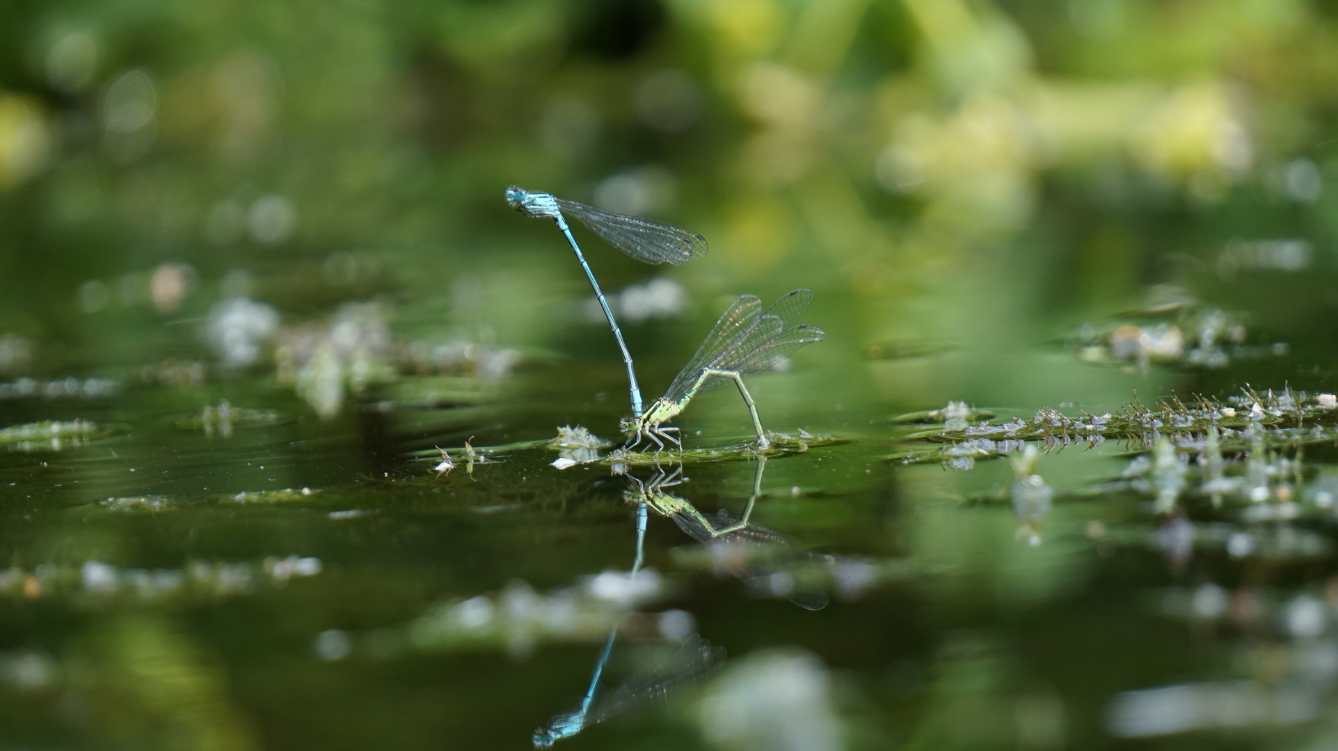 Libellen beim paaren 