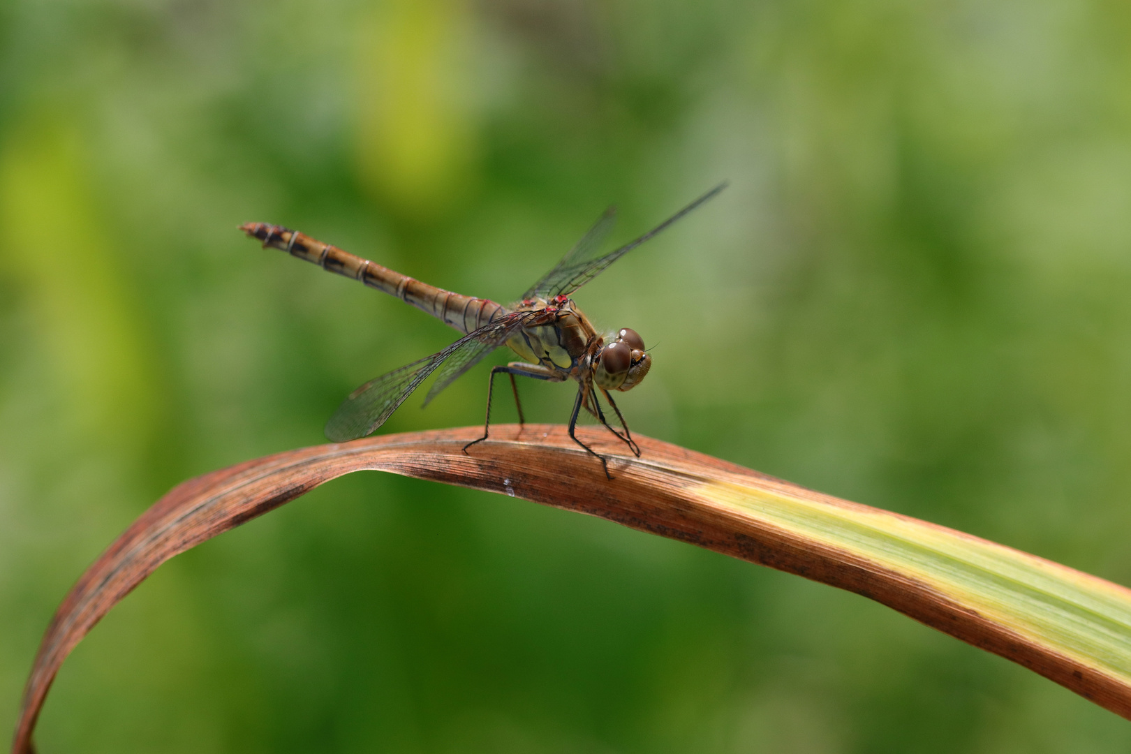 Libellen-blatt-schuß