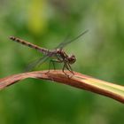 Libellen-blatt-schuß