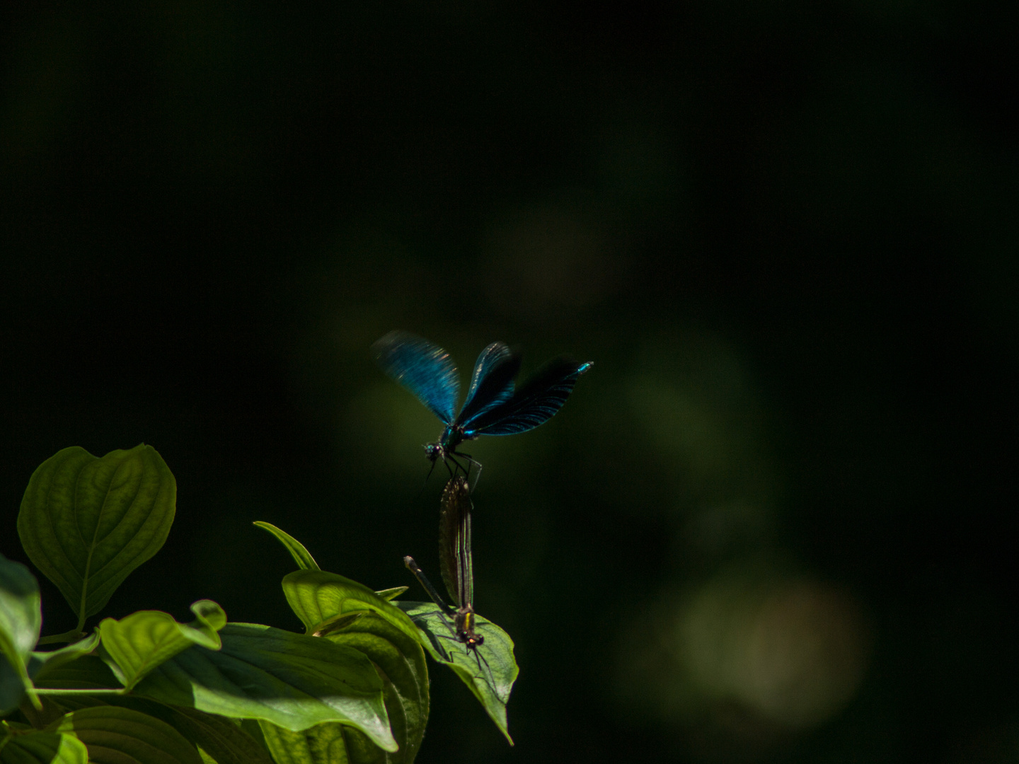 Libellen - Botanischer Garten Augsburg