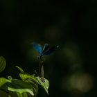 Libellen - Botanischer Garten Augsburg