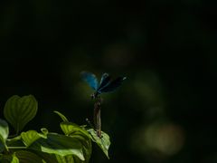 Libellen - Botanischer Garten Augsburg