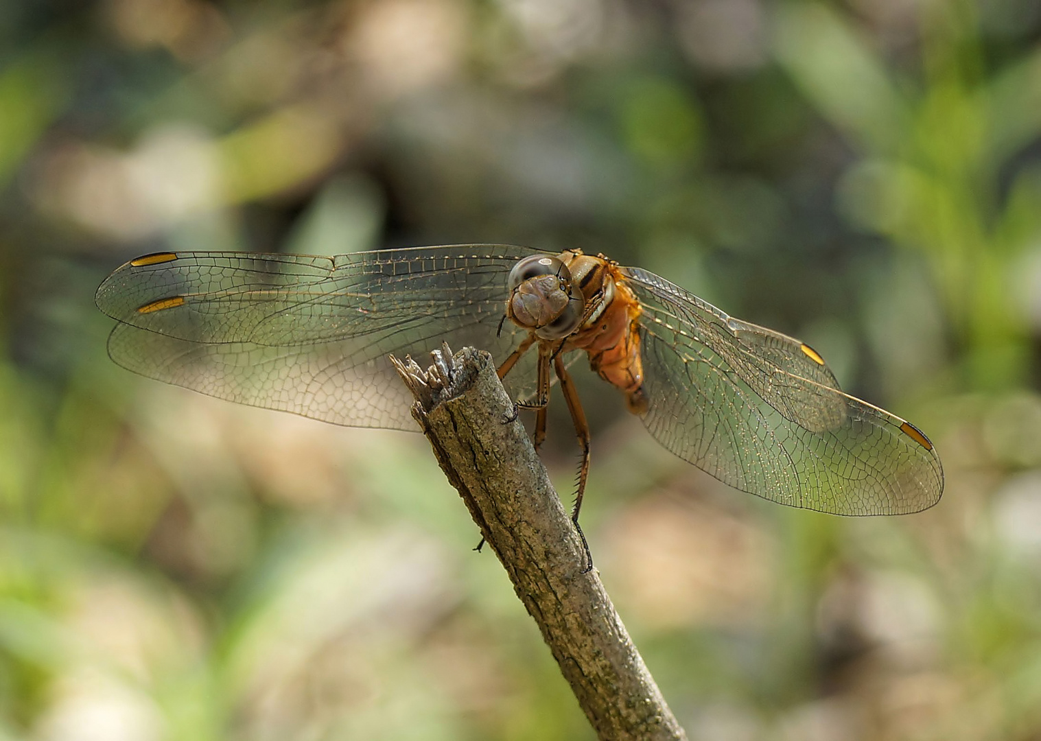 Libellen Closeup