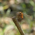 Libellen Closeup